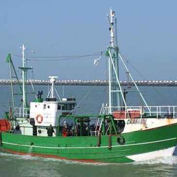 Crangon in Oostende