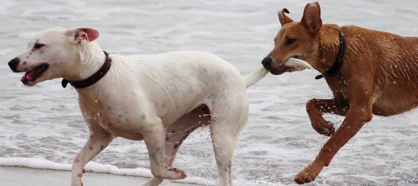 Met de hond naar Blankenberge