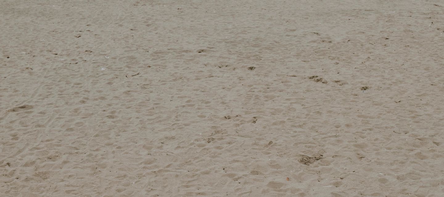 Kwispelfestival De Panne: honden aan zee, pootjes in het zand