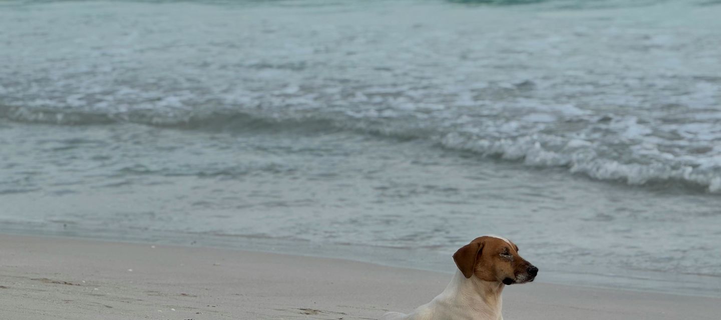 Hond mee op vakantie aan zee? Dit zijn de beste stranden en huisjes