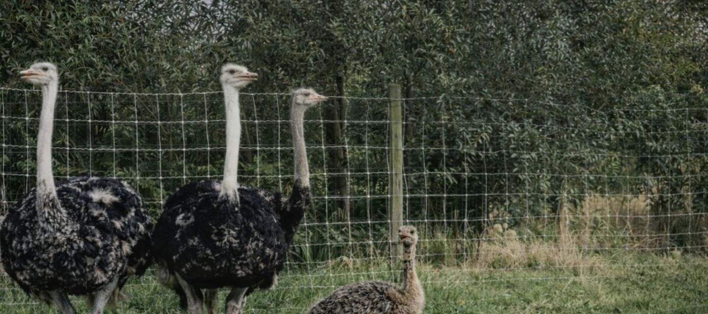 Wat te doen met kinderen in de buurt van de kust? Ontdek de Struisvogelboerderij bij Sluis (Monnikenwerve)