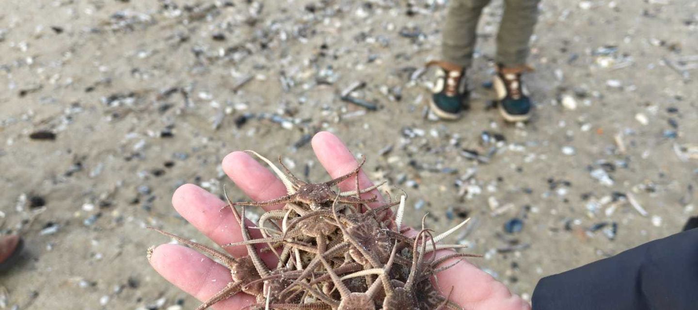 Zeesterren aan de Belgische kust