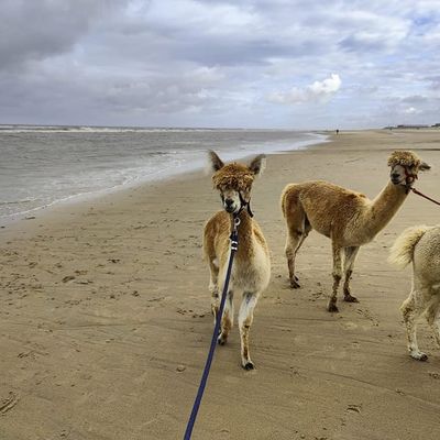 Wandelen aan zee met alpaca's