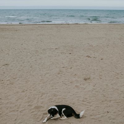 Kwispelfestival De Panne: honden aan zee, pootjes in het zand