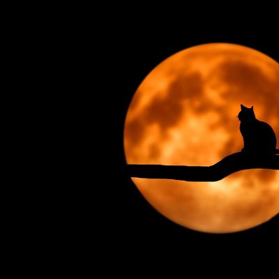 Halloween in Koksijde