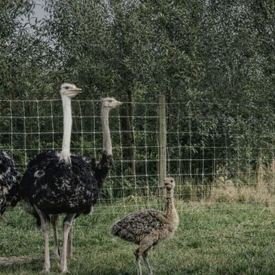 Wat te doen met kinderen in de buurt van de kust? Ontdek de Struisvogelboerderij bij Sluis (Monnikenwerve)