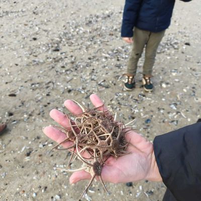 Zeesterren aan de Belgische kust