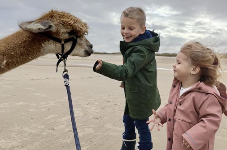 Kinderen met alpaca's op het strand