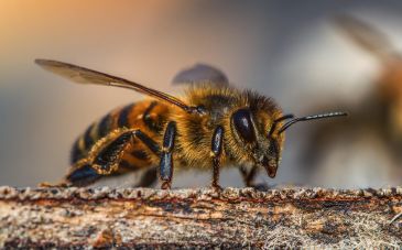 AFGELAST! Boeiende lezing: Oog in oog met wilde bijen! in Koksijde