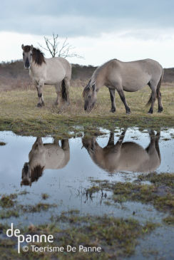 AFGELAST   Wandeling: Paarden in de natuur in De Panne