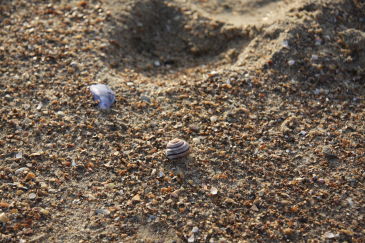 Schelpen en schelpdieren vinden en herkennen... in Koksijde
