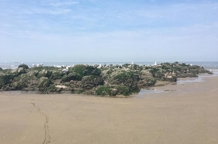 6 juli 2018Op het strand van Bredene (neen, niet het naaktstrand) verzamelden zich heel wat meeuwen.