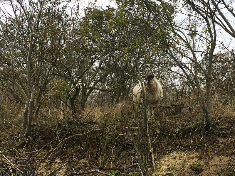 Schaap in het Calmeynbos in De Panne