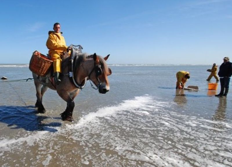 Vissers te paard Koksijde