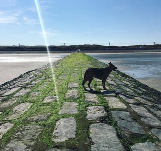 Hond op de golfbreker aan zee