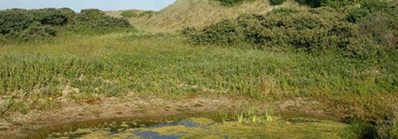 Paelsteenpanne Uit In Bredene Wandelen Natuurgebied