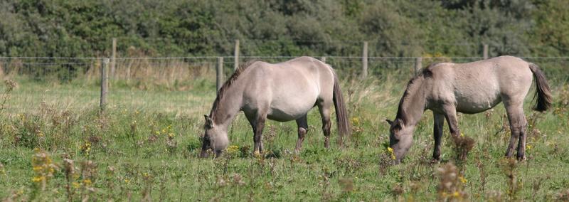 D'Heye ©Marc De Vos ANB paarden grazen weide