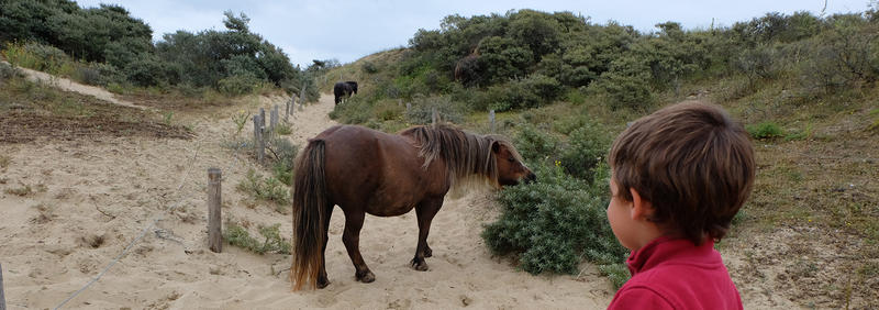Jongen shetlandpony ©Griet Buyse ANB wandelen duinen