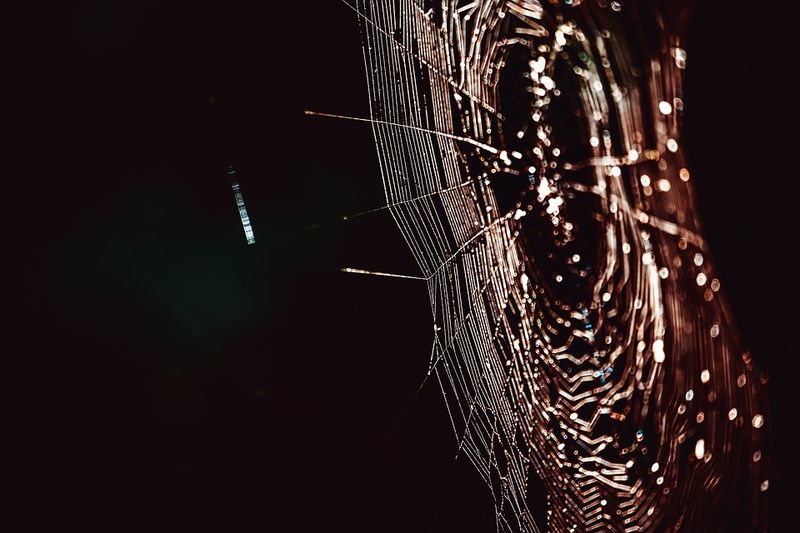 Spinnenweb