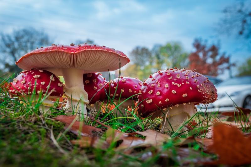 Paddenstoelen