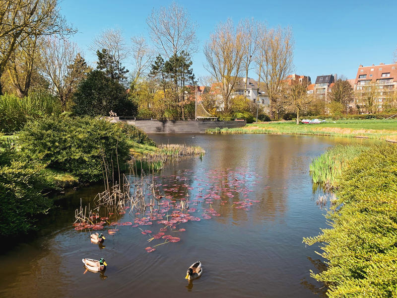 Normandpark Middelkerke eendjes in de vijver