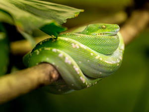 Groene slang op een tak
