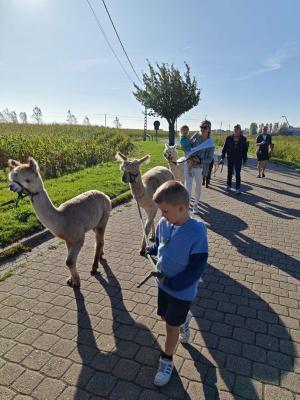 Wandelen met alpaca's in De Haan